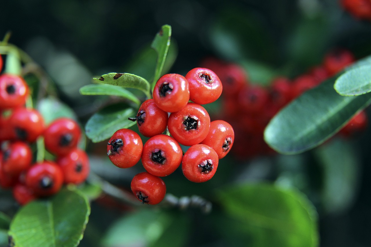 阿根廷电视台报道养老金诈骗案，加斯佩里尼意外成为乌龙主角